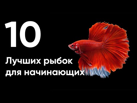10 лучших рыбок для начинающих