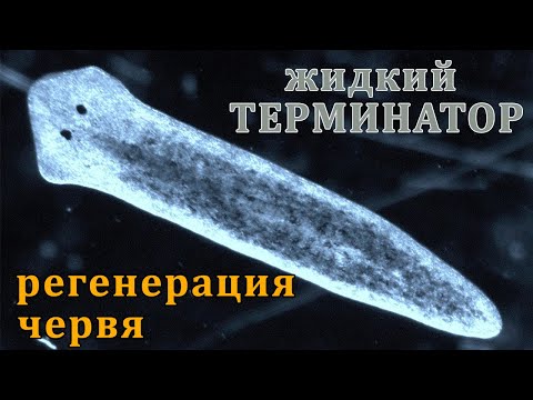 ПЛАНАРИЯ – Жидкий Терминатор. Удивительная способность Червяка регенерировать