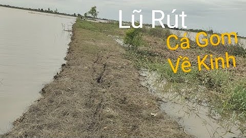 Câu Cá.Cắm Câu. Khi Lũ Vừa Rút.(Tối Còn bị ma nhát nửa)#tranchungcuchi 