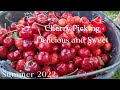 Cherry Picking 🇩🇰❤️/TraveLove