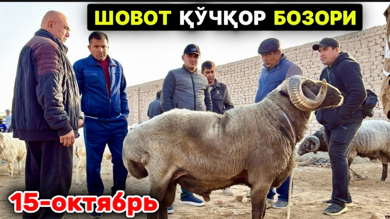 ШОВОТ ҚЎЧҚОР БОЗОРИ ХОРАЗМ 15-октября 2025 г.