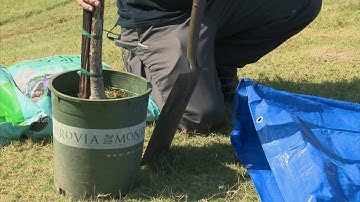 Planting a Tree - Family Plot