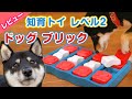 犬の知育玩具 ニーナ オットソン レベル2 ドッグ ブリック 柴犬がレビュー!【知育トイ 犬おもちゃ】