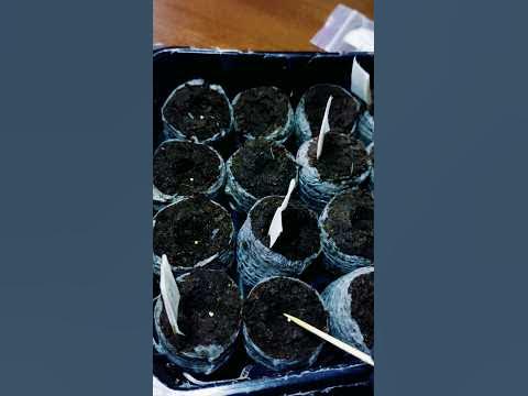 Успейте посеять этот цветок!🌺Как посеять эустому?🌱 ПОСЕВ ЭУСТОМЫ 19.12. ...