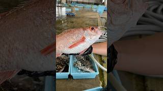 明日のうお一番は伝説魚が並びます‼️ #うお一番 #市場 #海鮮好き