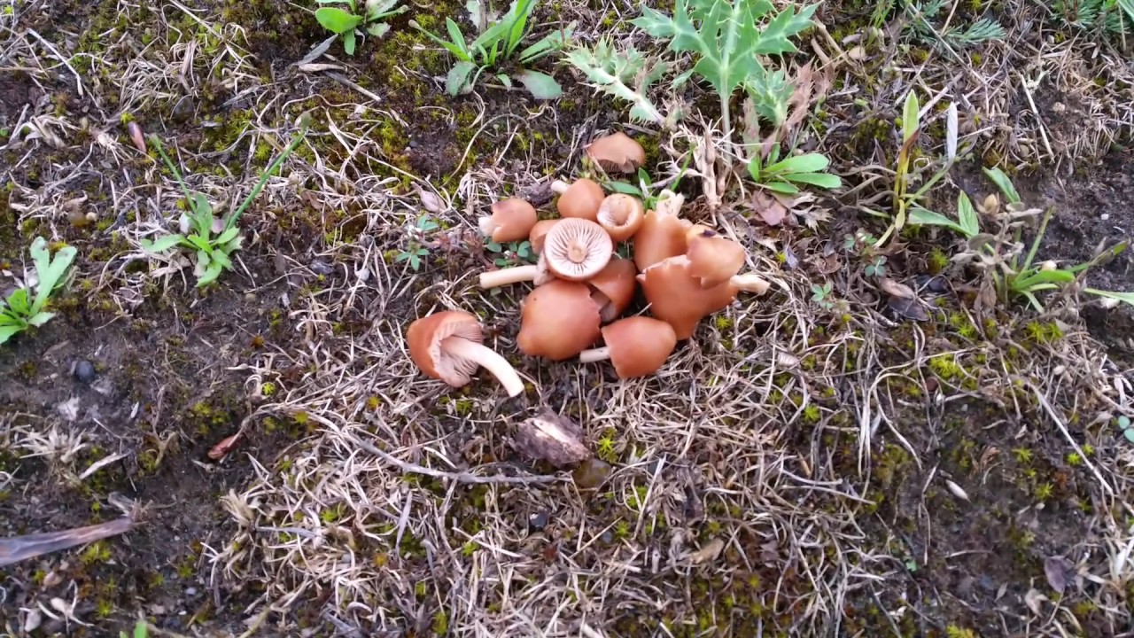 Setas de carrerilla o senderuelas, mi cena. 😉