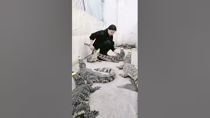 Amazing brave girl working with crocodiles at farm, Catching crocodiles #crocodile #short EP77