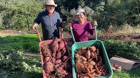 Harvesting enough Sweet Potatoes for a whole Year Olives, Persimmons and Cooking