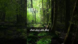 جنگل نور مازندران - Noor forest park Iran