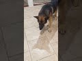 German Shepard dog 💤21💤😴Perro Pastor Aleman 🥰