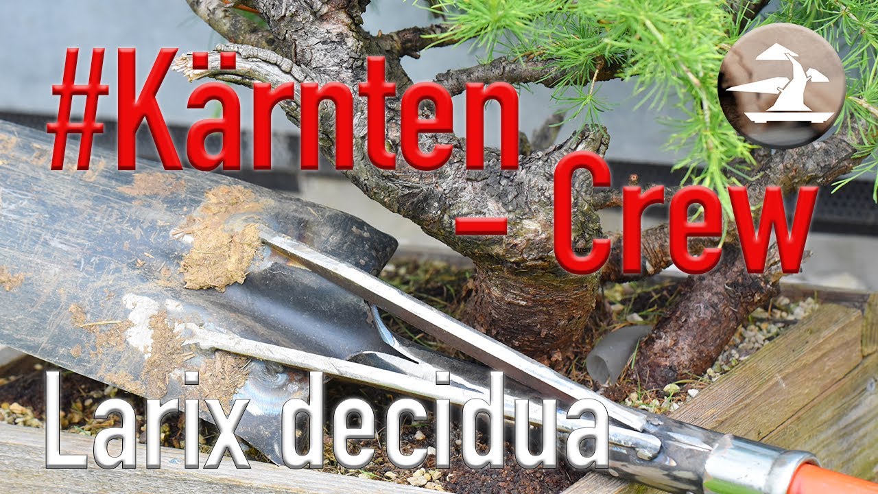 #Kärnten-Crew Das Original! Auf Yamadori Ernte mit Sebastian und Holger!