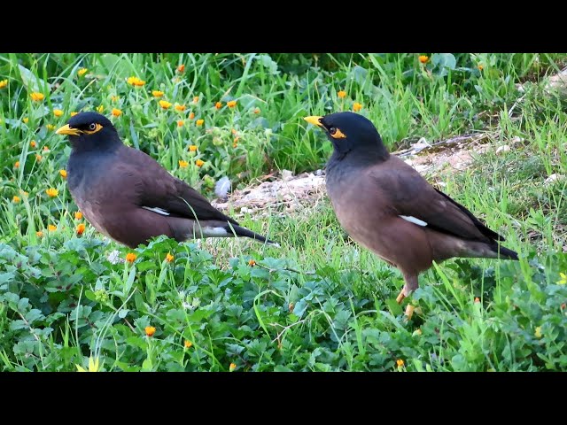 Common myna bird song /Indian maina sound /mynah singing class=