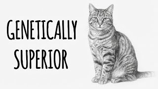 5 Reasons Why Domestic Shorthair Cats are Secretly the Best