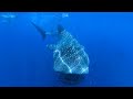 Requin Baleines - Whale Shark le plus gros poisson - Nosy Bé -Madagascar - Octobre 2022