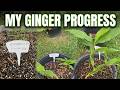 Growing Ginger at Home - The Progress Check