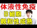 【大学・薬学部の免疫学】B細胞による獲得免疫の流れとリンパ節での親和性成熟(プラズマ細胞、形質細胞、記憶B細胞への分化)【ジェイズ/J'z Channel】
