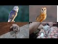 aj mere pass barn owl ( DiL wala ullu) aya // jiski leg tooti hoi ha