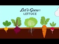 Let's Grow Lettuce - Vegetable Gardening Tips