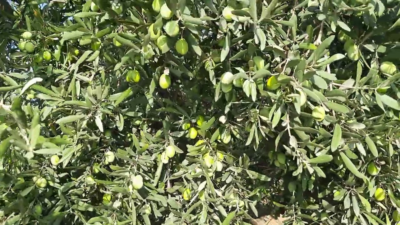 ZEYTİN HASADINA DOĞRU 1 EKİM 2024 