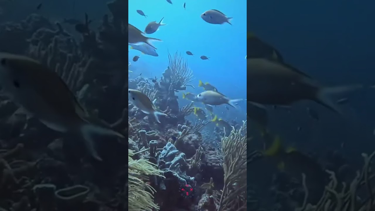 Red Slave Reef Dive with Panama City Diving 🌊 