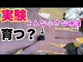 【睡蓮農園】小さな睡蓮は開花するのか？開花サイズを調べる！スイレン実験！　睡蓮ガーデニング　メダカ睡蓮ビオトープ