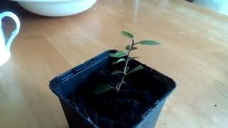 Berberis Cuttings Potted Up For Growing On, An Excellent Hedging Shrub.