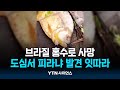 브라질 홍수로 사망·실종 252명...도심서 피라냐 발견 잇따라 | 과학뉴스 24.05.20