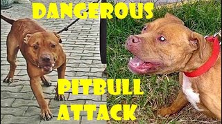 Prince - Original Pitbull Terrier - S Punjab