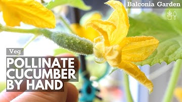 How to Hand Pollinate Cucumber Flowers in 5 Seconds | Balconia Garden