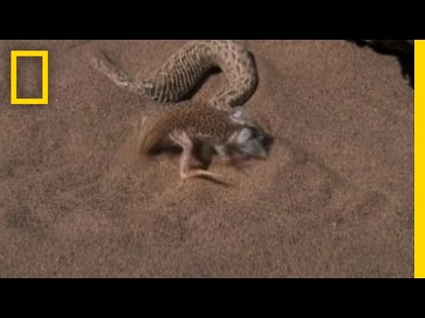 Snake vs. Lizard