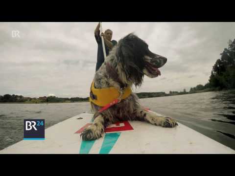 Video: Trainieren Sie Ihren Hund, um ein Standup Paddleboard zu fahren