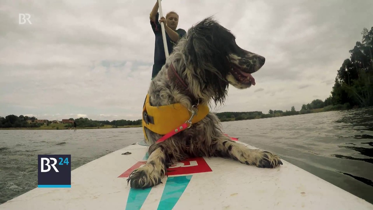 Stand Up Paddling mit Hund Training auf dem Wasser BR24 YouTube
