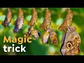 Caterpillar Digests Itself  | Becoming a Butterfly