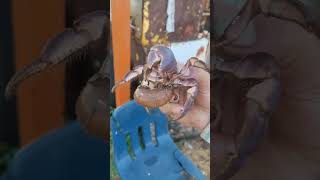 Outdoor adventure, I found a coconut crab