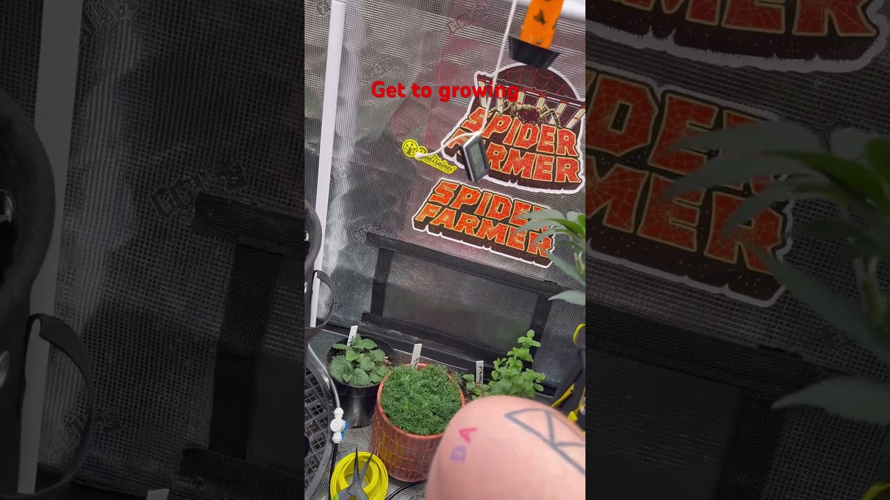 Aggressive HST cannabis