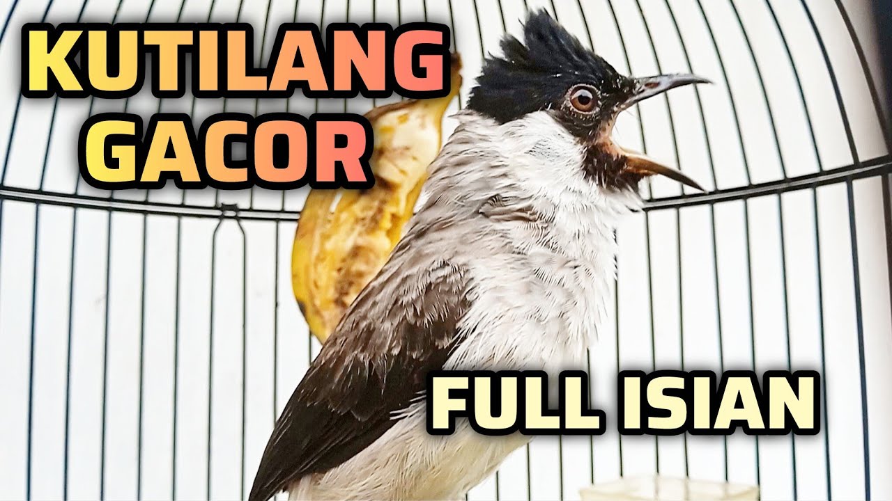 Suara Burung Kutilang Gacor Variasi Cocok Untuk Memancing Emosi Kutilang Lain