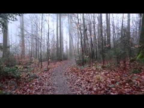 Video: Cómo Organizar Un Paseo Por El Bosque