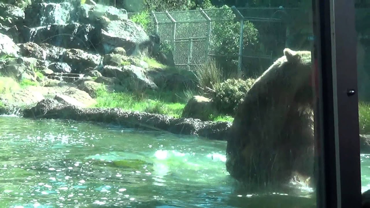 Welcome To California San Francisco Zoo YouTube welcome-to-california-san-francisco-zoo-youtube