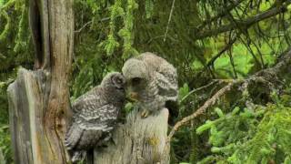 OWLS ◕ GREAT GRAY OWL ♥. AMAZING OWLET REUNION.