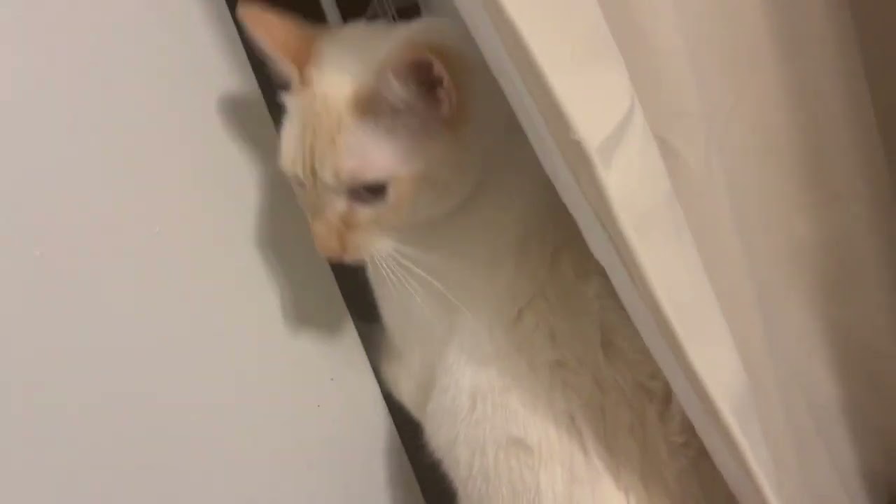 My tiny toasted marshmallow