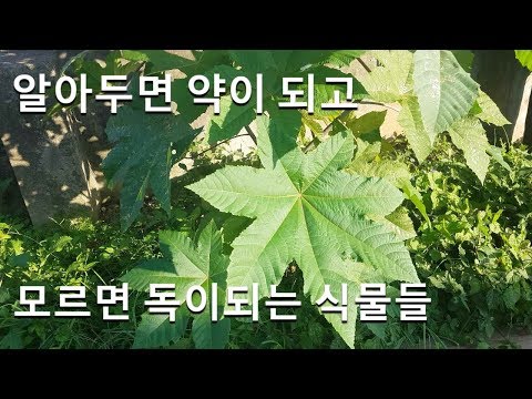 피마자 아주까리 투구꽃 초오 협죽도 독이 있는 식물들 poisonous plant