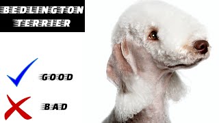Bedlington Terrier Pros And Cons | The Good And The Bad