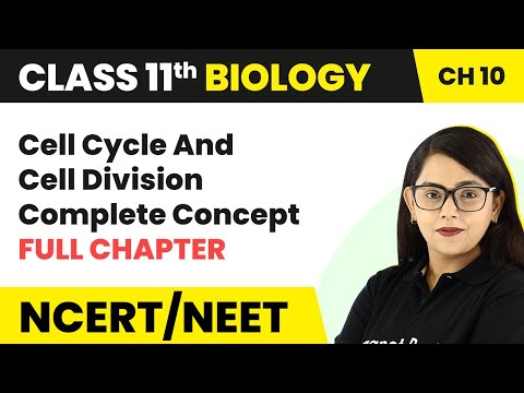 Cell Cycle And Cell Division Complete Concept | Phases of Cell Cycle | Class 11 Biology