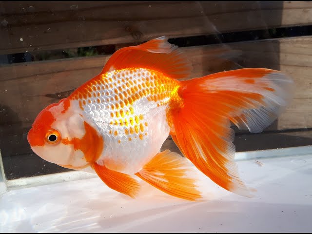 ヤフオク 浜松産 鹿子オランダ やふおく の Konayukingyo ヤフオク 浜松産 鹿子オランダ やふおく の Konayukingyo