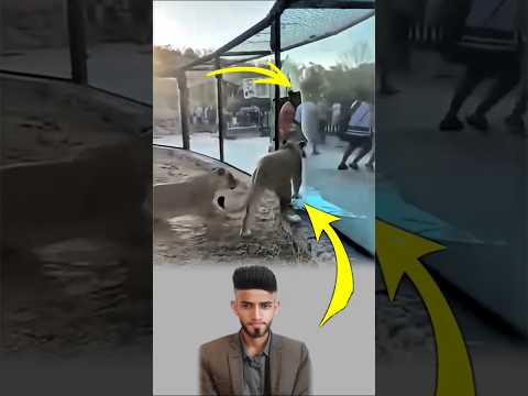 عندما تهشم الحواجز تصبح الحرية موت ا لمن حولها هكذا كانت الأسود خارج القفص   