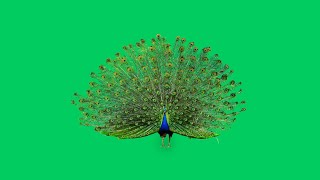 Peacock green screen video | green screen peacock dance | peacock feather green screen effect