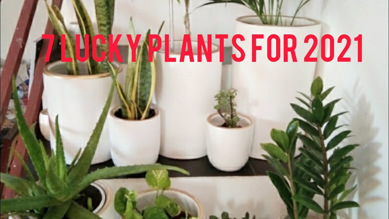 7 LUCKY PLANTS FOR 2021 YouTube