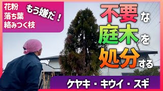 【もう嫌だ不要な庭木を伐採する 】大きくなりすぎて困っている庭木を伐採処分する動画です。お庭の植木の処分にお悩みの方は是非参考にして下さい。庭木伐採ケヤキ杉キウイ剪定株式会社仲根石工造園