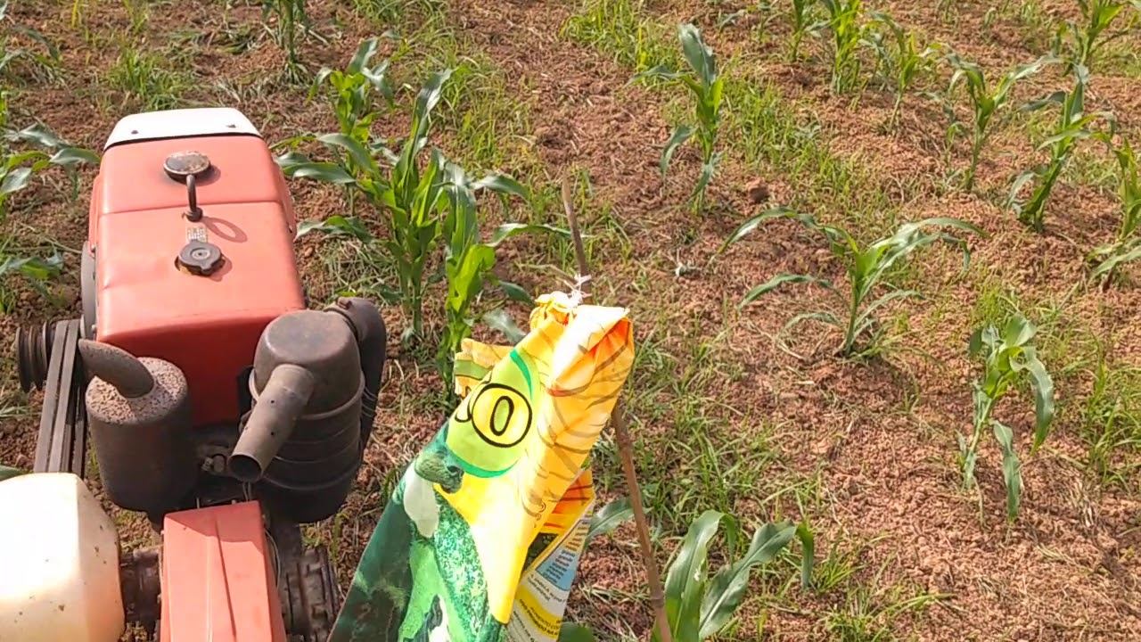 Micro trator Tobata Yanmar TC11 passando Rotativa