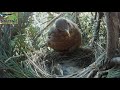 Le merle noir. The blackbird's nest   (après une semaine d'élevage)